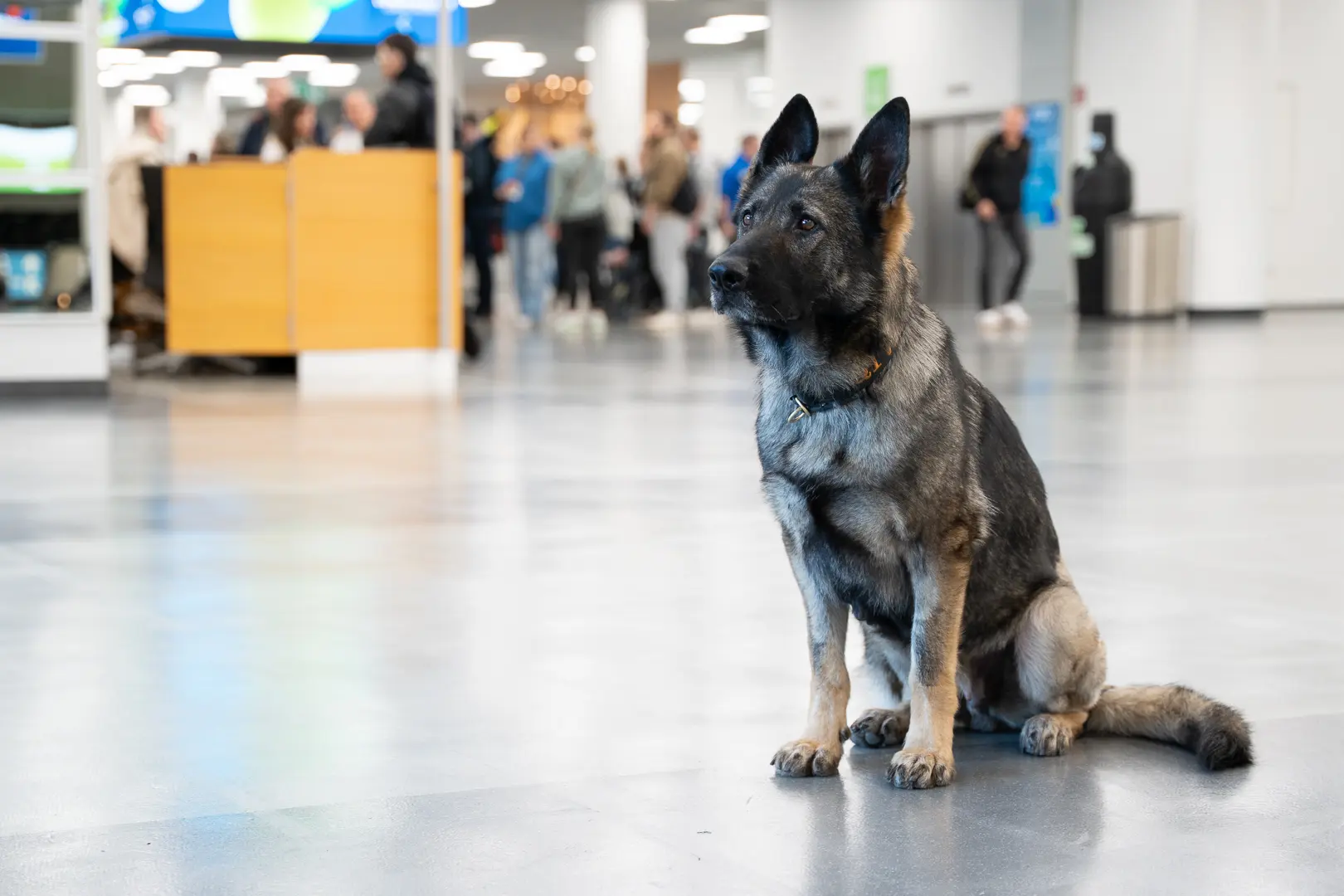 Sprengstoffspürhund im Einsatz